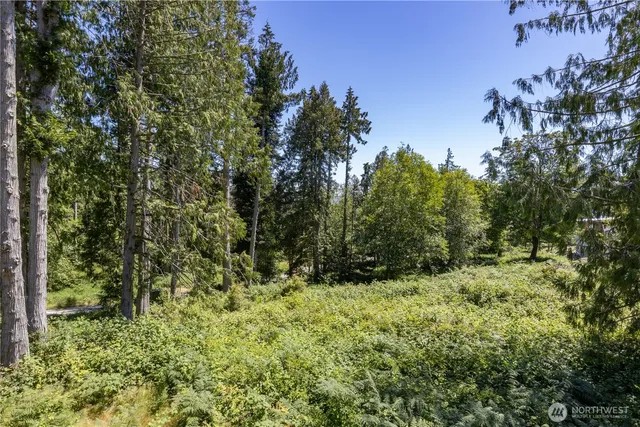 a view of a lush green forest with large trees