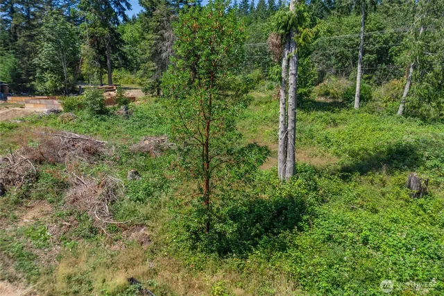 a view of a lush green forest