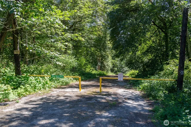 a view of a lush green forest with lots of trees