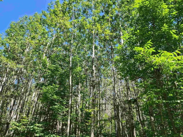 $160,000 | Xx Xx Black Granite Trail, Hovland, MN 55606