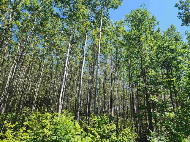 $160,000 | Xx Xx Black Granite Trail, Hovland, MN 55606