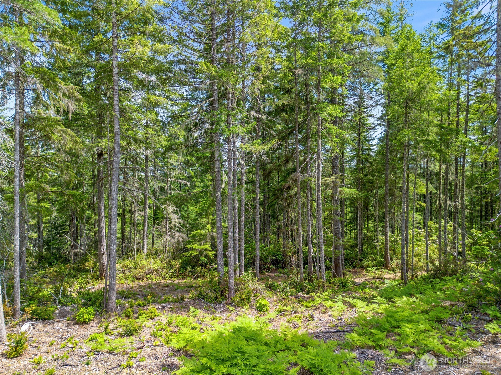 905 Northeast Tahuya Blacksmith Road Tahuya, WA 98588 - Photo 11 of 22 a view of outdoor space and a yard