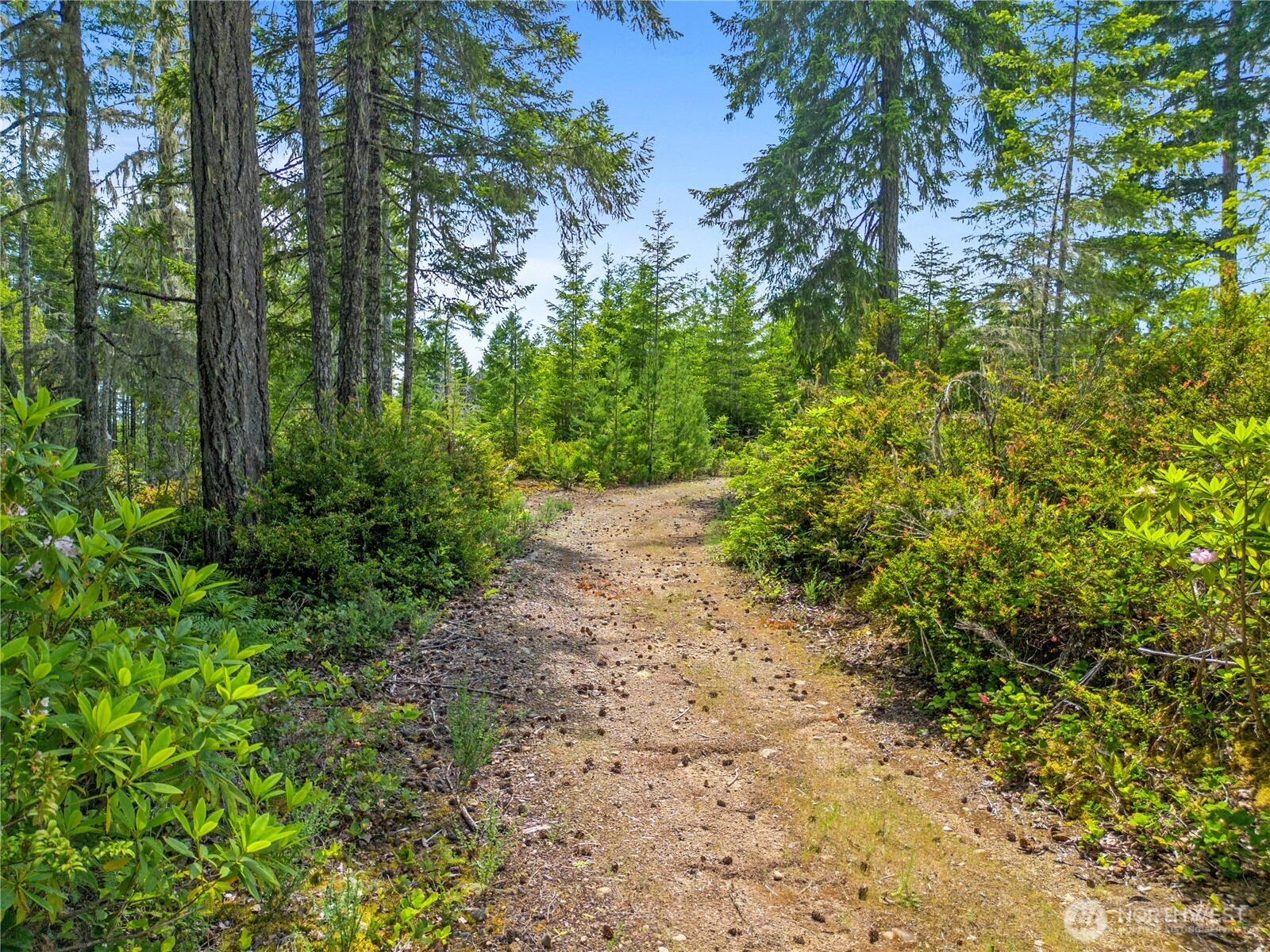 905 Northeast Tahuya Blacksmith Road Tahuya, WA 98588 - Photo 12 of 22 a view of a yard with plants and trees
