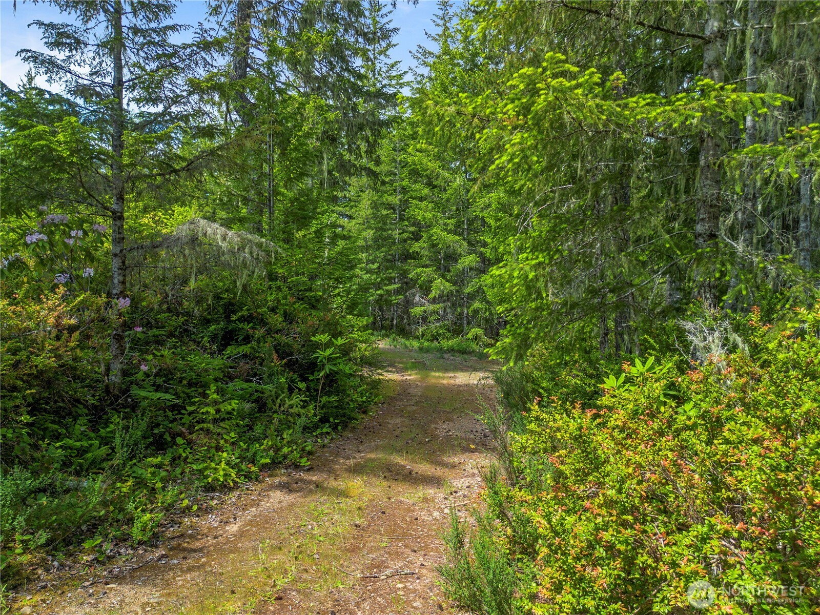 905 Northeast Tahuya Blacksmith Road Tahuya, WA 98588 - Photo 13 of 22 a plant view in yard