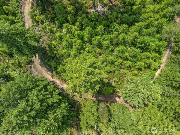 a view of a lush green forest with a tree