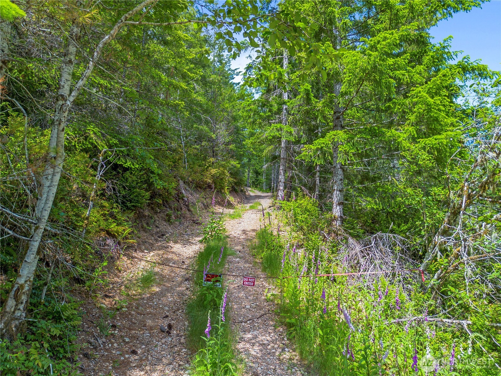 905 Northeast Tahuya Blacksmith Road Tahuya, WA 98588 - Photo 17 of 22 a view of a garden with plants and large trees