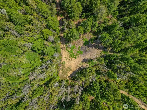 a view of a lush green forest