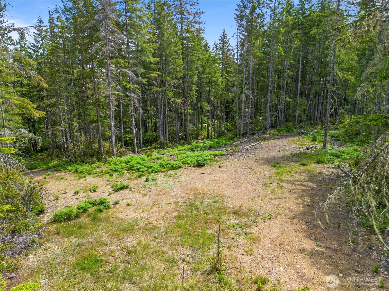 905 Northeast Tahuya Blacksmith Road Tahuya, WA 98588 - Photo 6 of 22 a view of a yard with plants and large trees