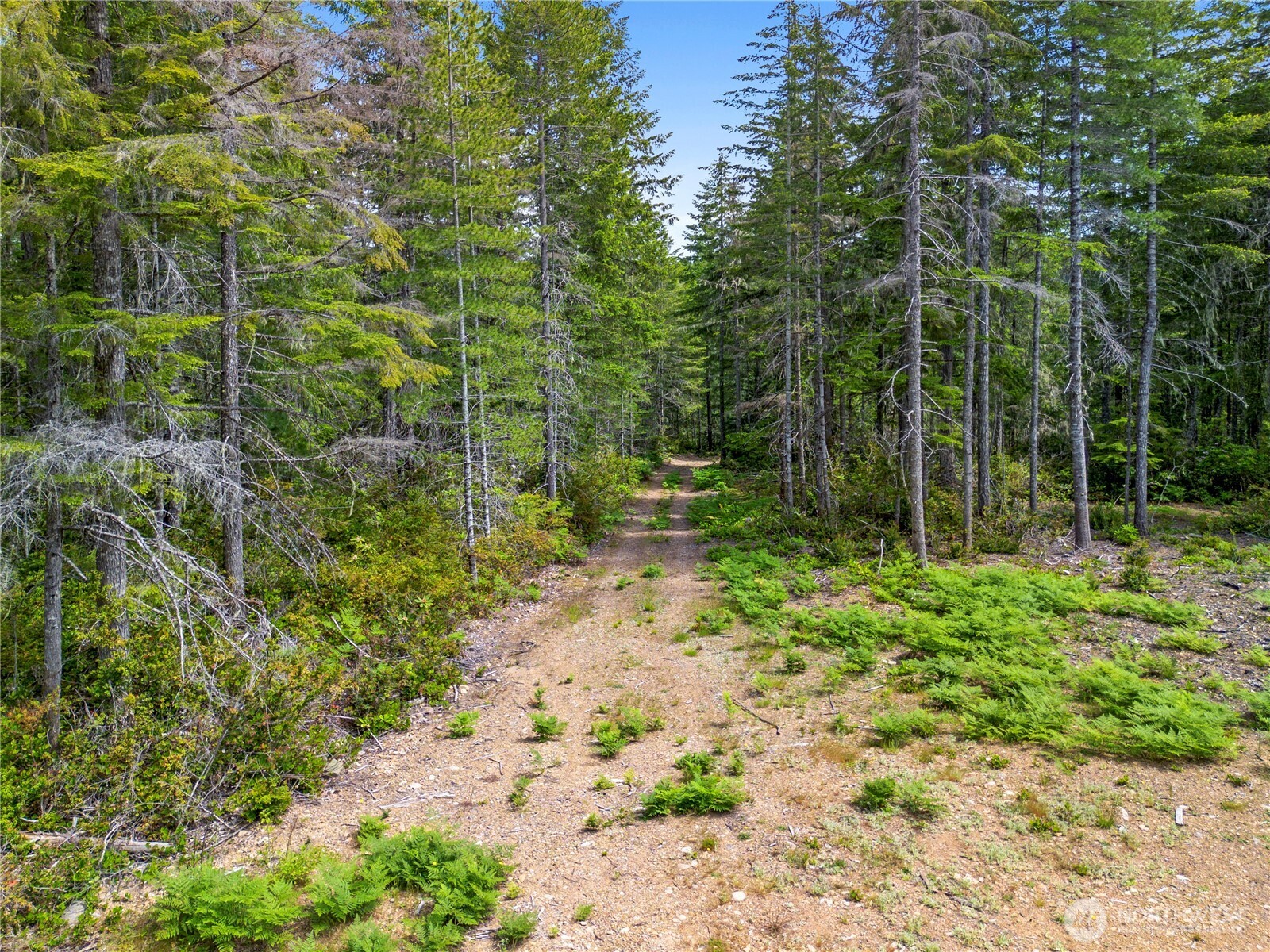 905 Northeast Tahuya Blacksmith Road Tahuya, WA 98588 - Photo 7 of 22 a view of forest