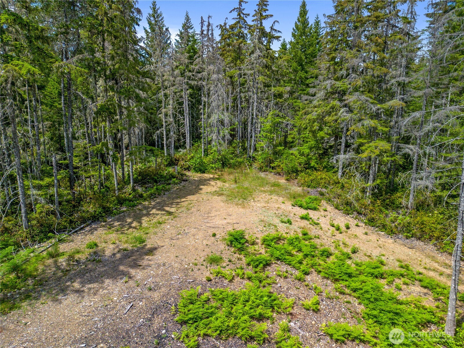 905 Northeast Tahuya Blacksmith Road Tahuya, WA 98588 - Photo 9 of 22 a view of a yard with plants and large trees