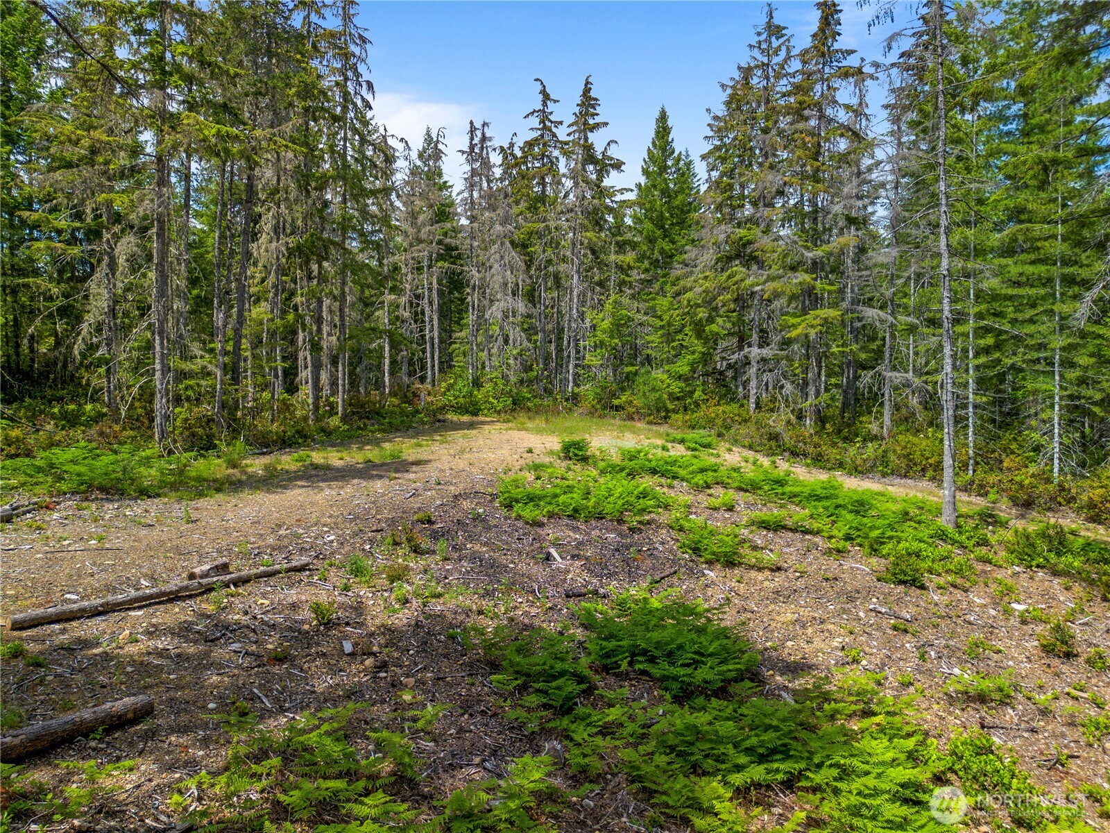 905 Northeast Tahuya Blacksmith Road Tahuya, WA 98588 - Photo 10 of 22 a backyard of a house with lots of green space