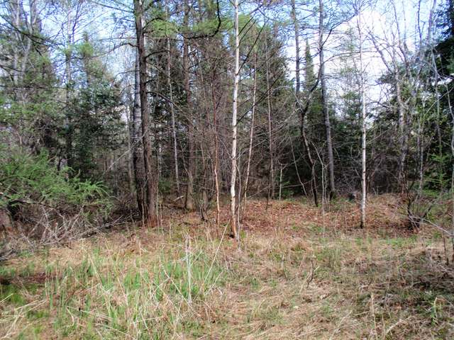 Near Adams Road Eagle River, WI 54521 - Photo 3 of 37 Gallery Image 3