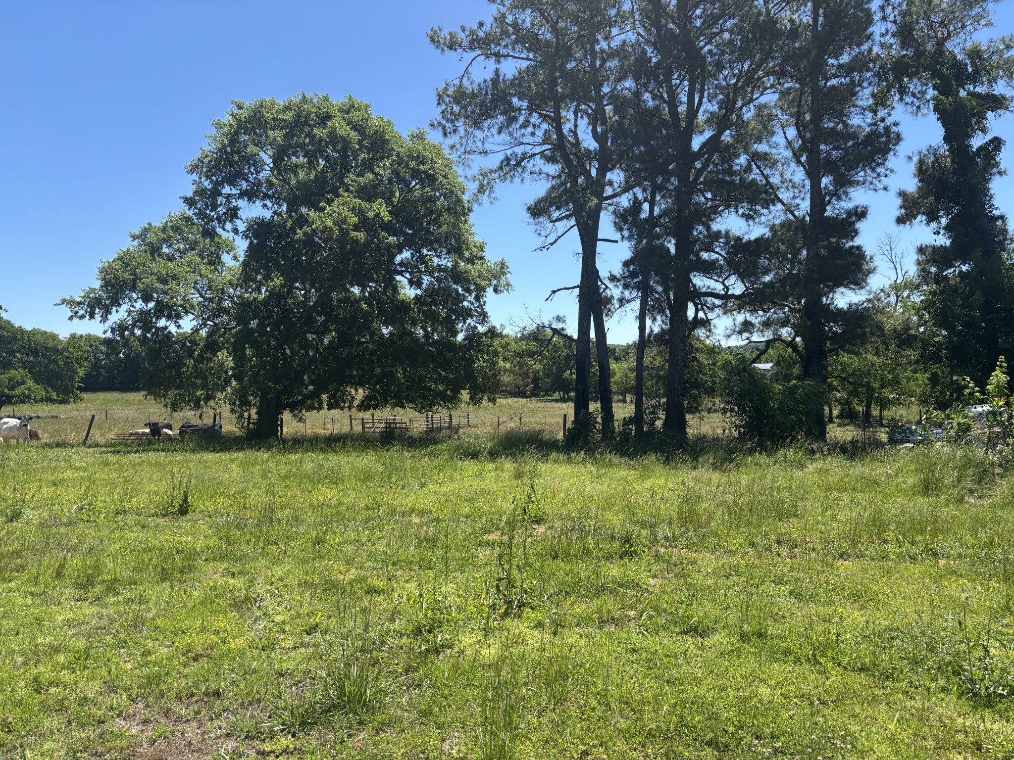 10171 Rockvale Road Rockvale, TN 37153 - Photo 6 of 11 a view of backyard with green space