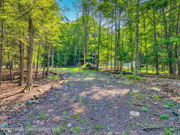 a view of a plants with a tree