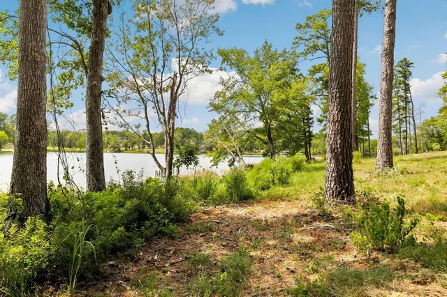 a view of a yard with plants and large trees