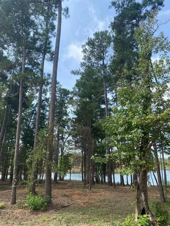 a view of a yard with large trees