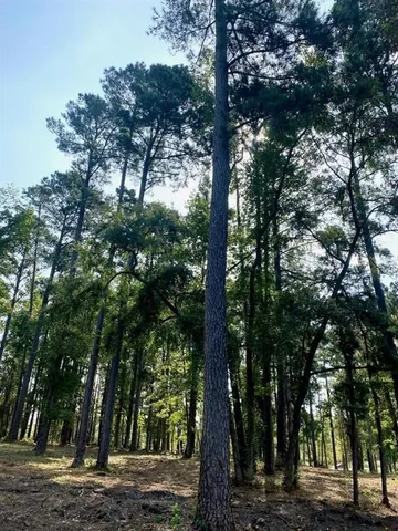 a view of a garden with plants