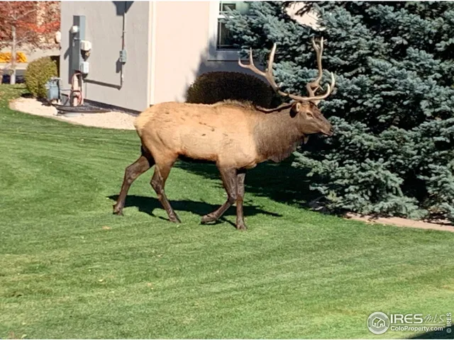 $919,900 | 910 Owl Grove Place, Loveland, CO 80537