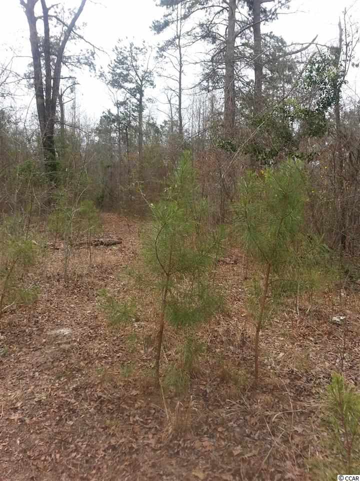 Lot 1 Cane Branch Road Loris, SC 29569 - Photo 4 of 5 Gallery Image 4