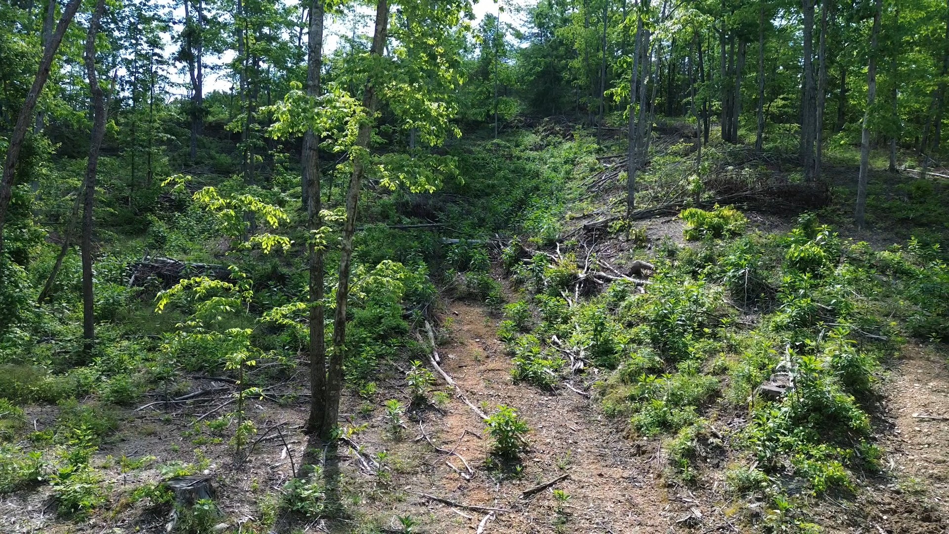 535 Highwater Road Waverly, TN 37185 - Photo 7 of 13 a view of a forest with lots of trees