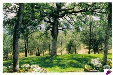 45487 Windmill Road Coarsegold, CA 93614 - Photo 4 of 8 Gallery Image 4