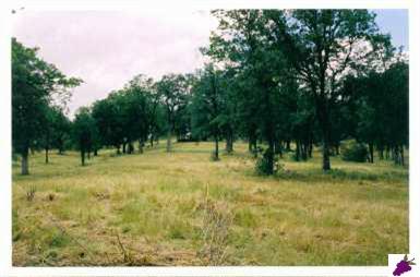 45487 Windmill Road Coarsegold, CA 93614 - Photo 5 of 8 Gallery Image 5