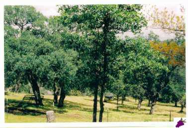 45487 Windmill Road Coarsegold, CA 93614 - Photo 7 of 8 Gallery Image 7
