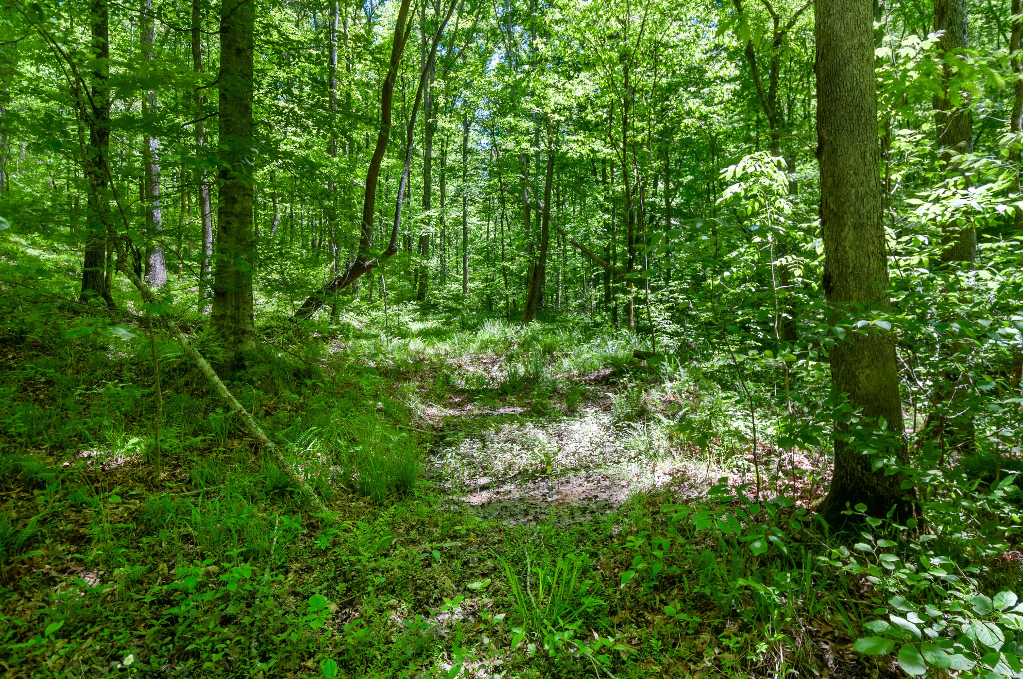 200 Newburg Road Hohenwald, TN 38462 - Photo 43 of 50 Gallery Image 43