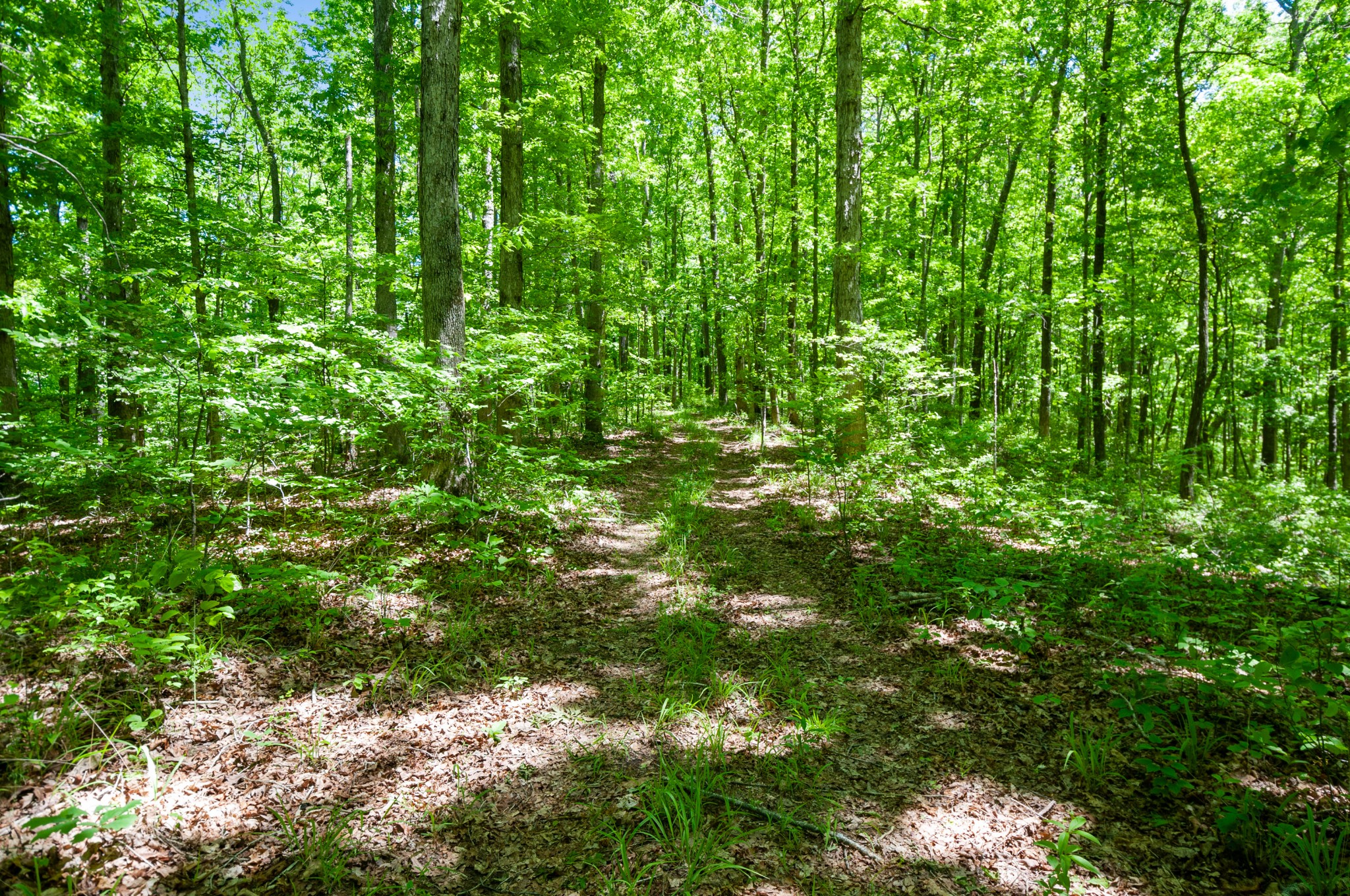 200 Newburg Road Hohenwald, TN 38462 - Photo 47 of 50 Gallery Image 47