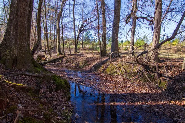 a view of a yard with plants and trees