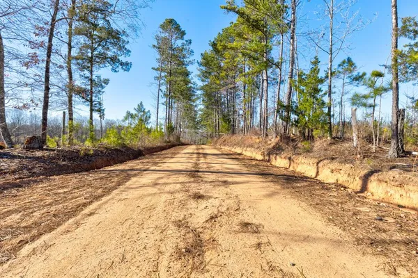 a view of backyard with palm trees
