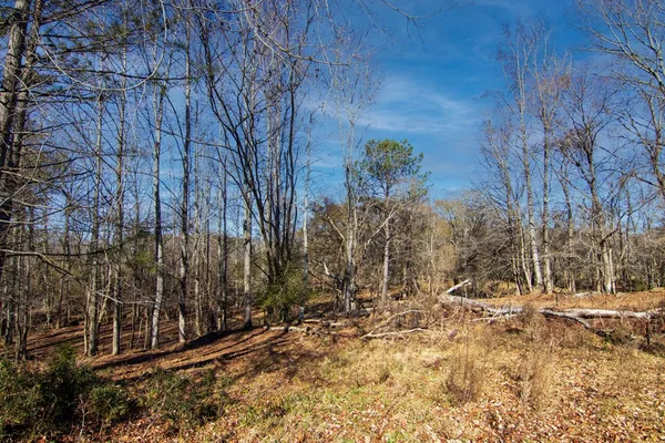 a view of a yard with trees