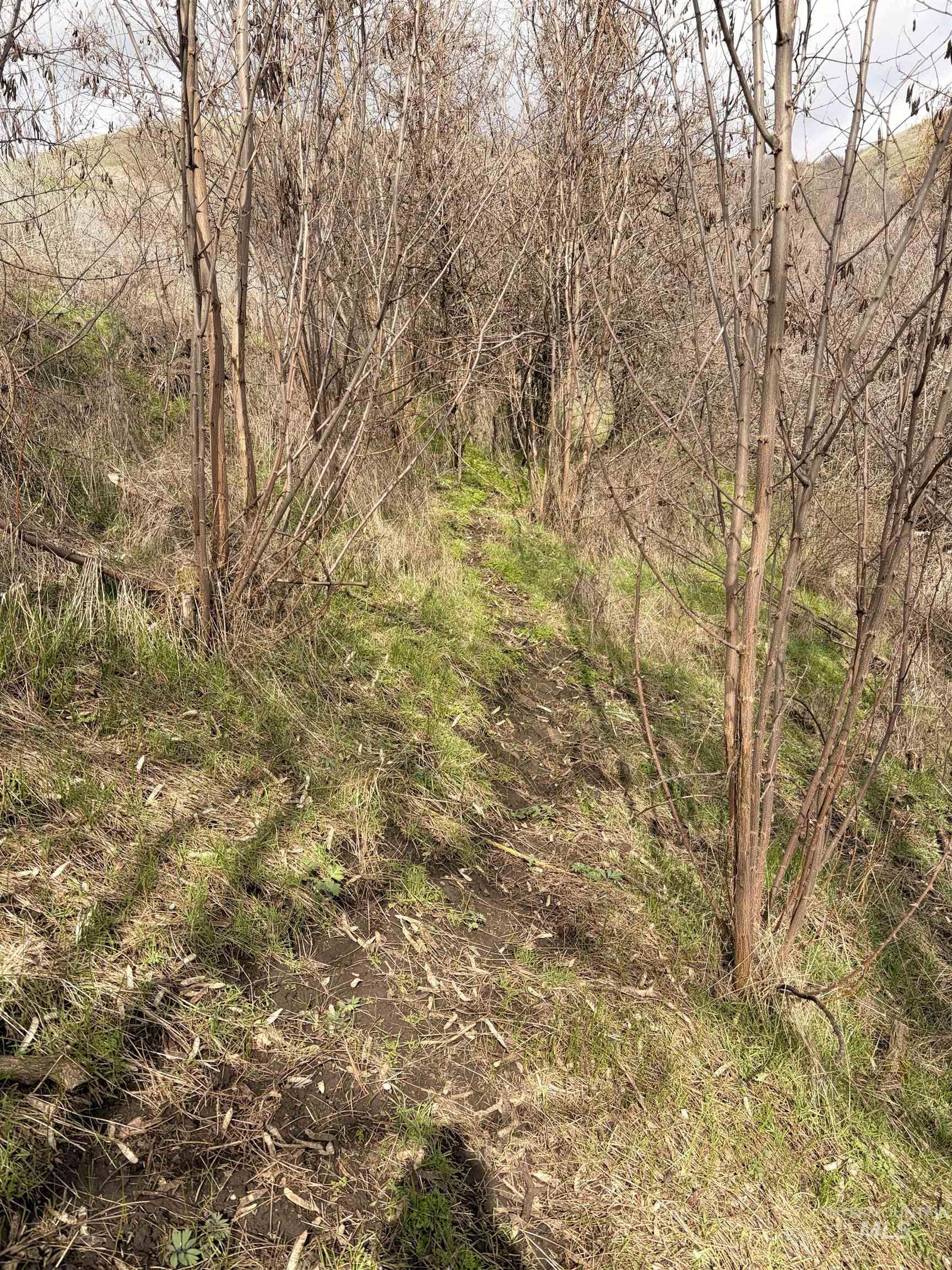 36171 River Road Lenore, ID 83541 - Photo 21 of 36 View of nature