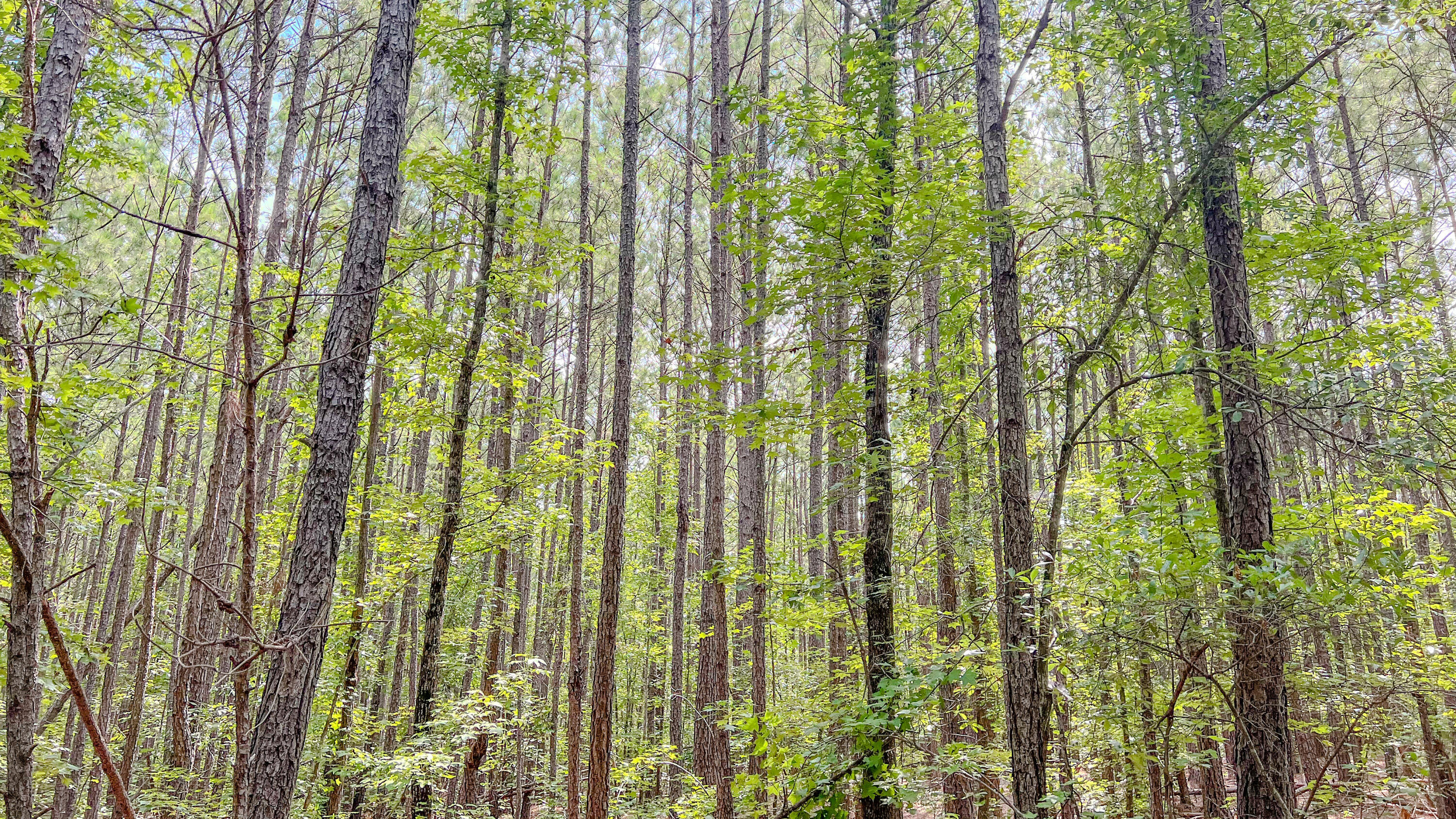 3065 Ebenezer Church Road Camden, SC 29020 - Photo 11 of 12 Red Hill Tract South Carolina-05