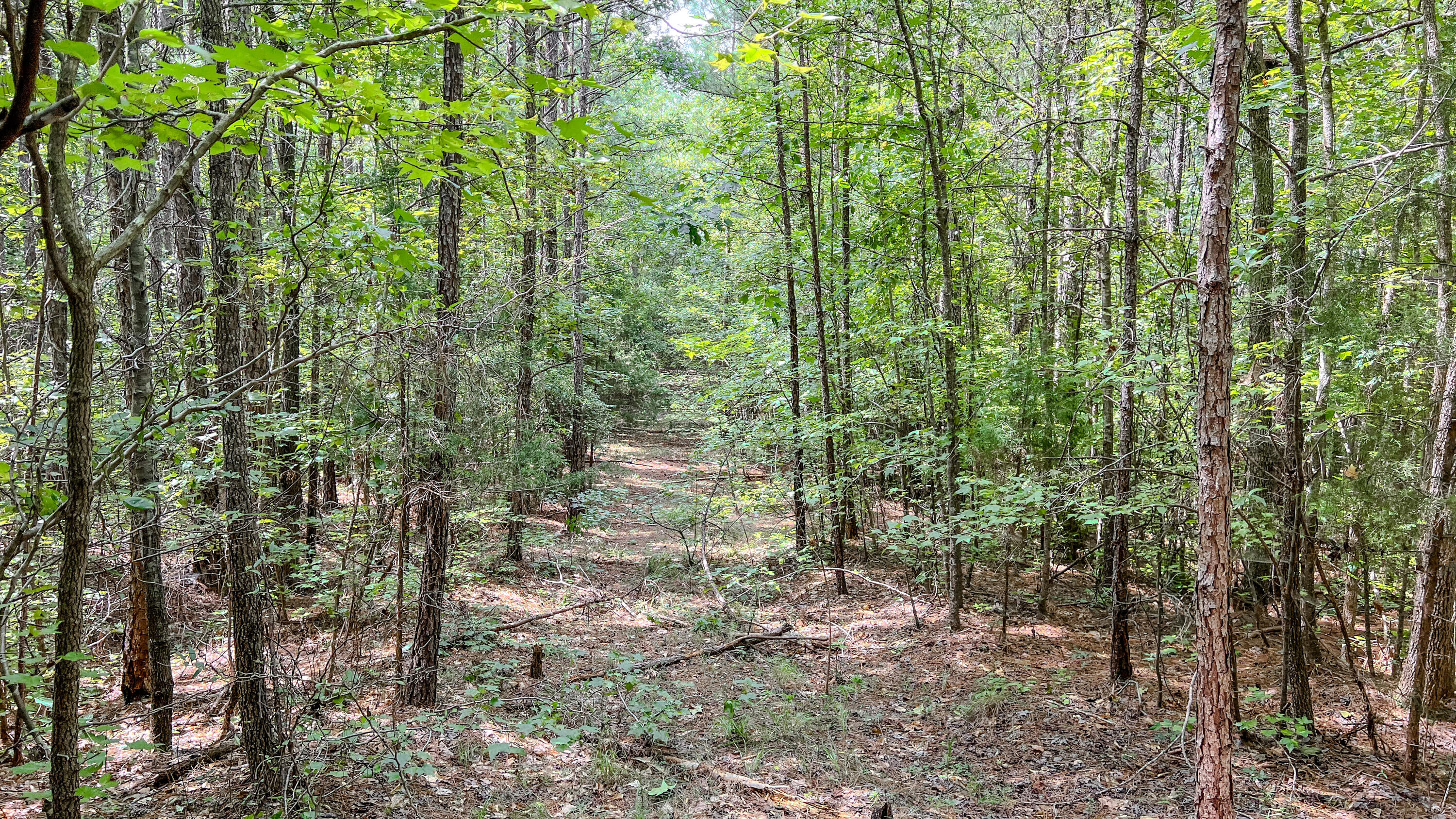 3065 Ebenezer Church Road Camden, SC 29020 - Photo 12 of 12 Red Hill Tract South Carolina-06