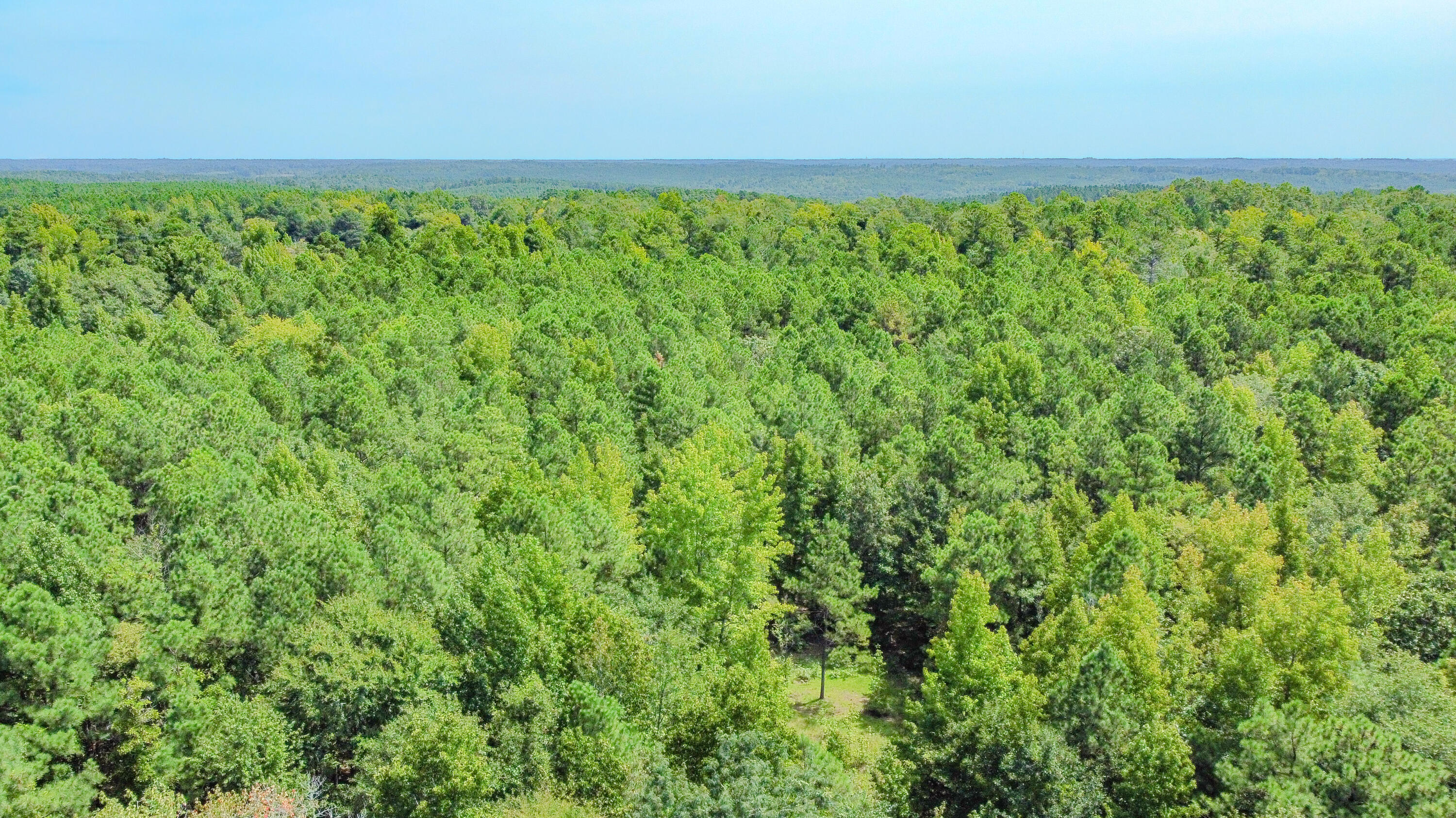 3065 Ebenezer Church Road Camden, SC 29020 - Photo 4 of 12 Red Hill Tract South Carolina-10