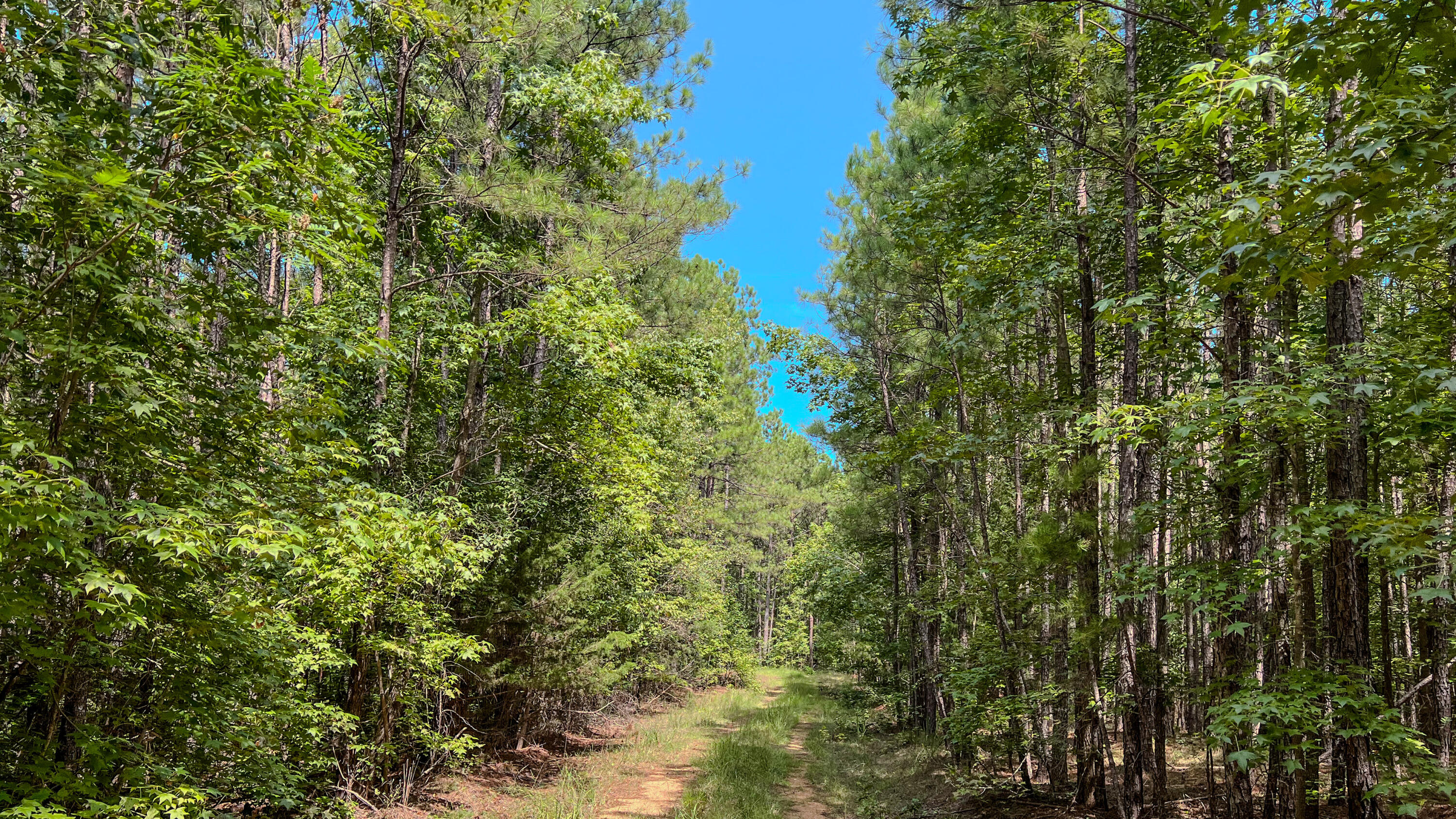 3065 Ebenezer Church Road Camden, SC 29020 - Photo 7 of 12 Red Hill Tract South Carolina-01