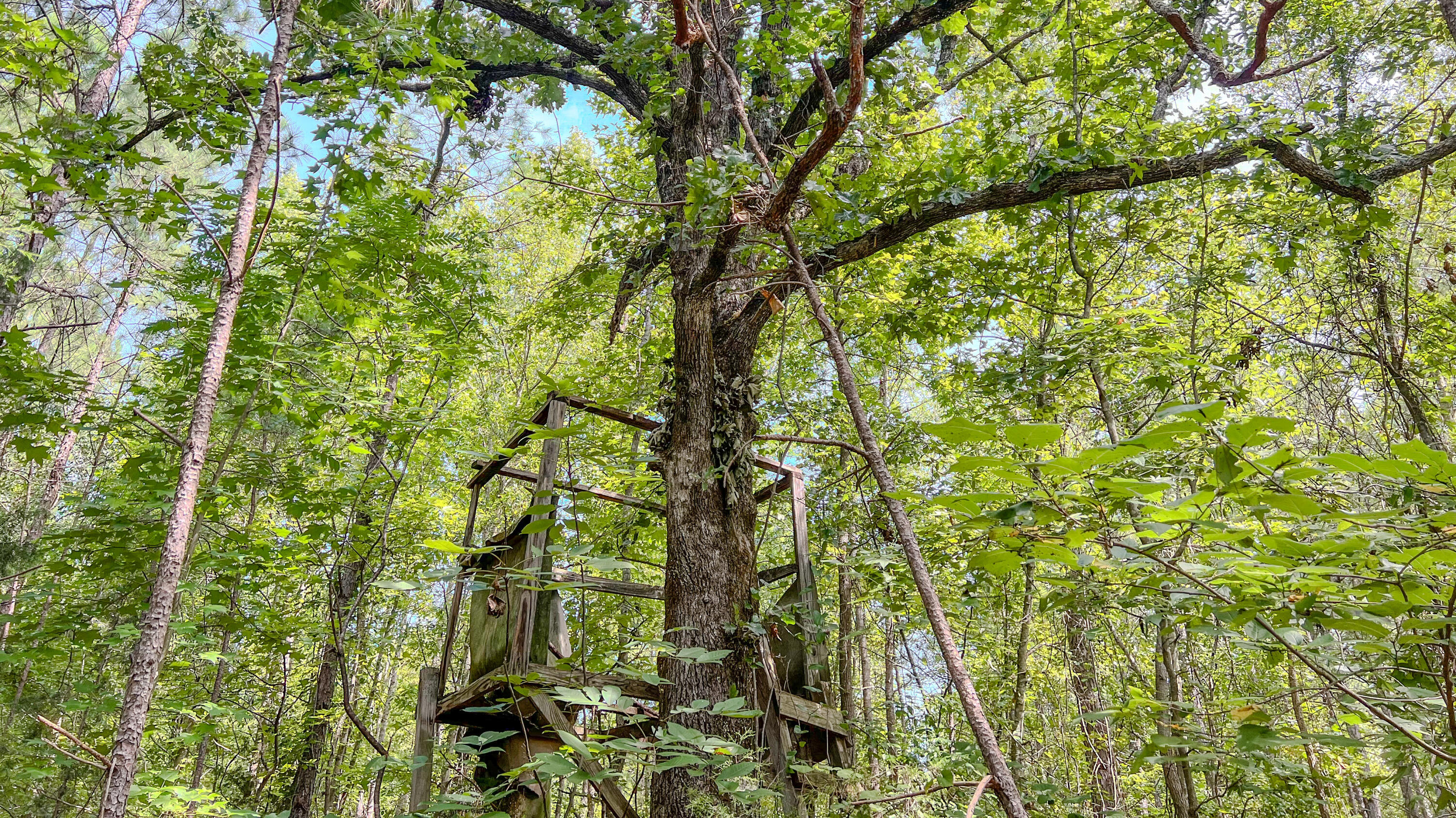 3065 Ebenezer Church Road Camden, SC 29020 - Photo 8 of 12 Red Hill Tract South Carolina-02
