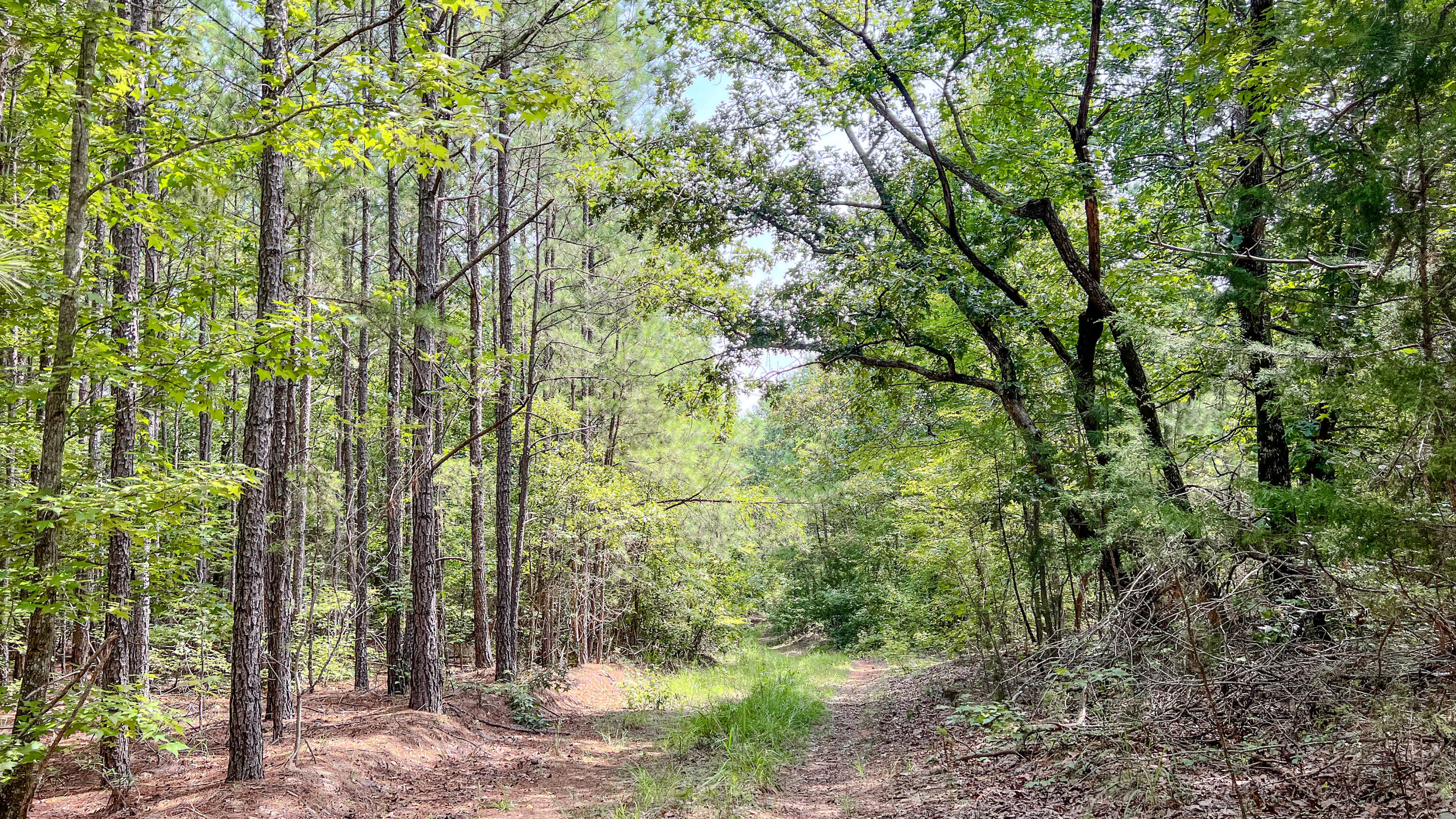 3065 Ebenezer Church Road Camden, SC 29020 - Photo 9 of 12 Red Hill Tract South Carolina-03