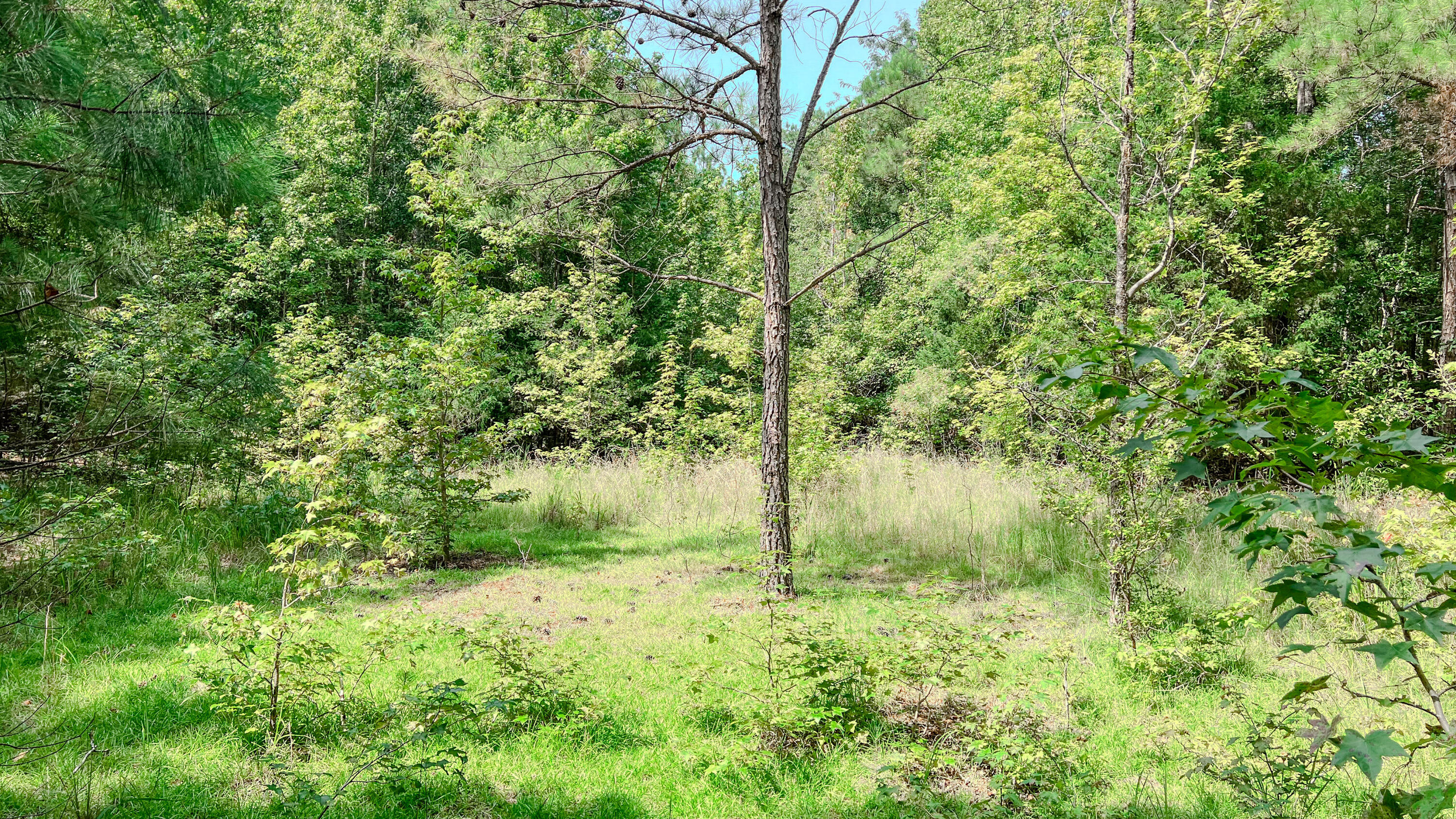 3065 Ebenezer Church Road Camden, SC 29020 - Photo 10 of 12 Red Hill Tract South Carolina-04
