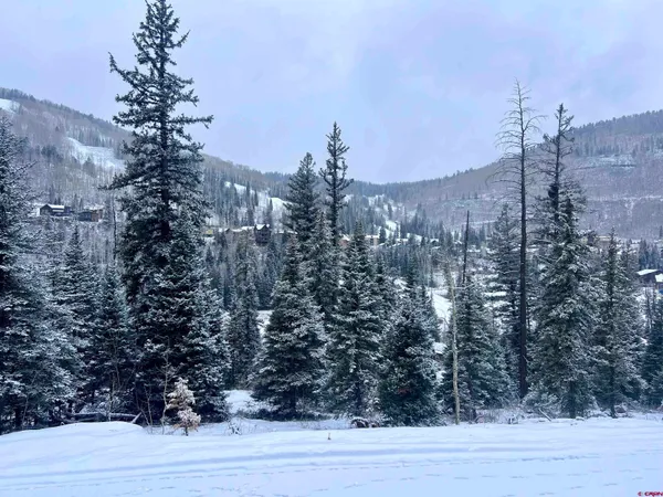 a view of a forest with trees in the background