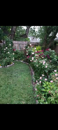 a view of a yard