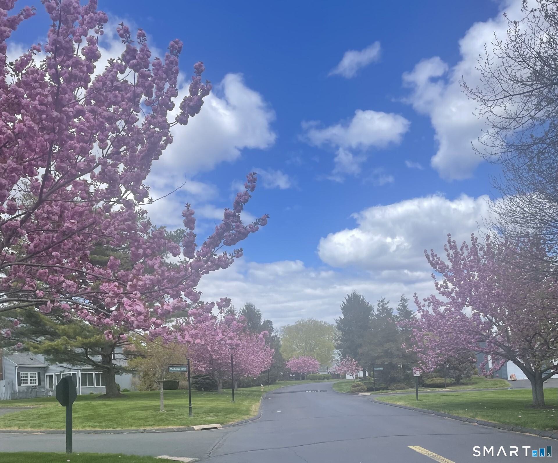 3 Sandgate Circle, Unit 3 Madison, CT 06443 - Photo 30 of 39 Cherry Blossoms in Spring