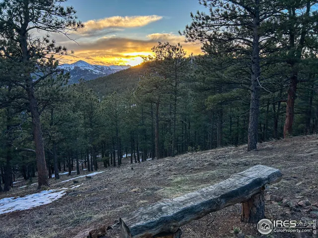 a view of a backyard with large trees
