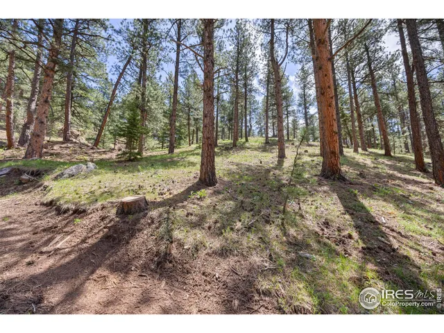 a view of a forest with trees in the background