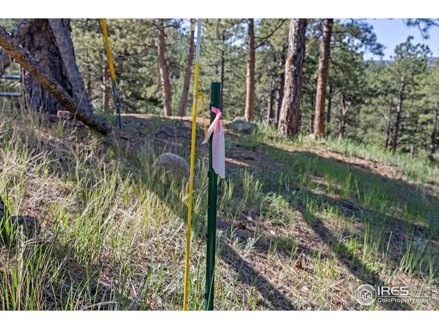 a view of a yard with plants and large trees