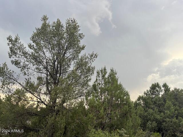 811 West St Moritz Drive, Unit 30 Payson, AZ 85541 - Photo 11 of 19 a view of a tree in middle of forest
