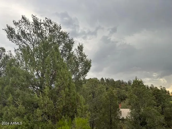 a view of a forest with trees in the background