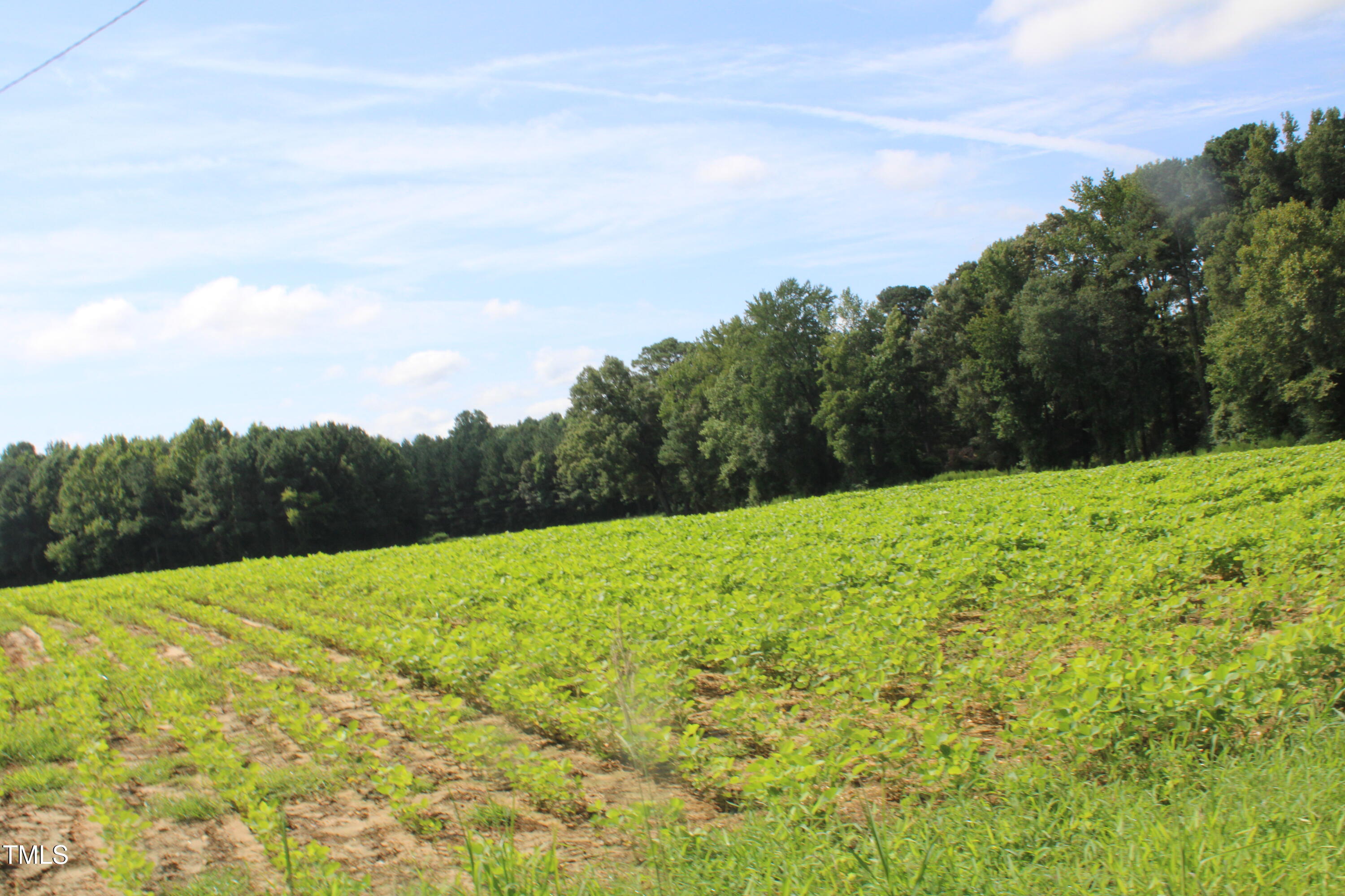 1794 Jr Road Kenly, NC 27542 - Photo 8 of 8 a view of a big yard with large trees