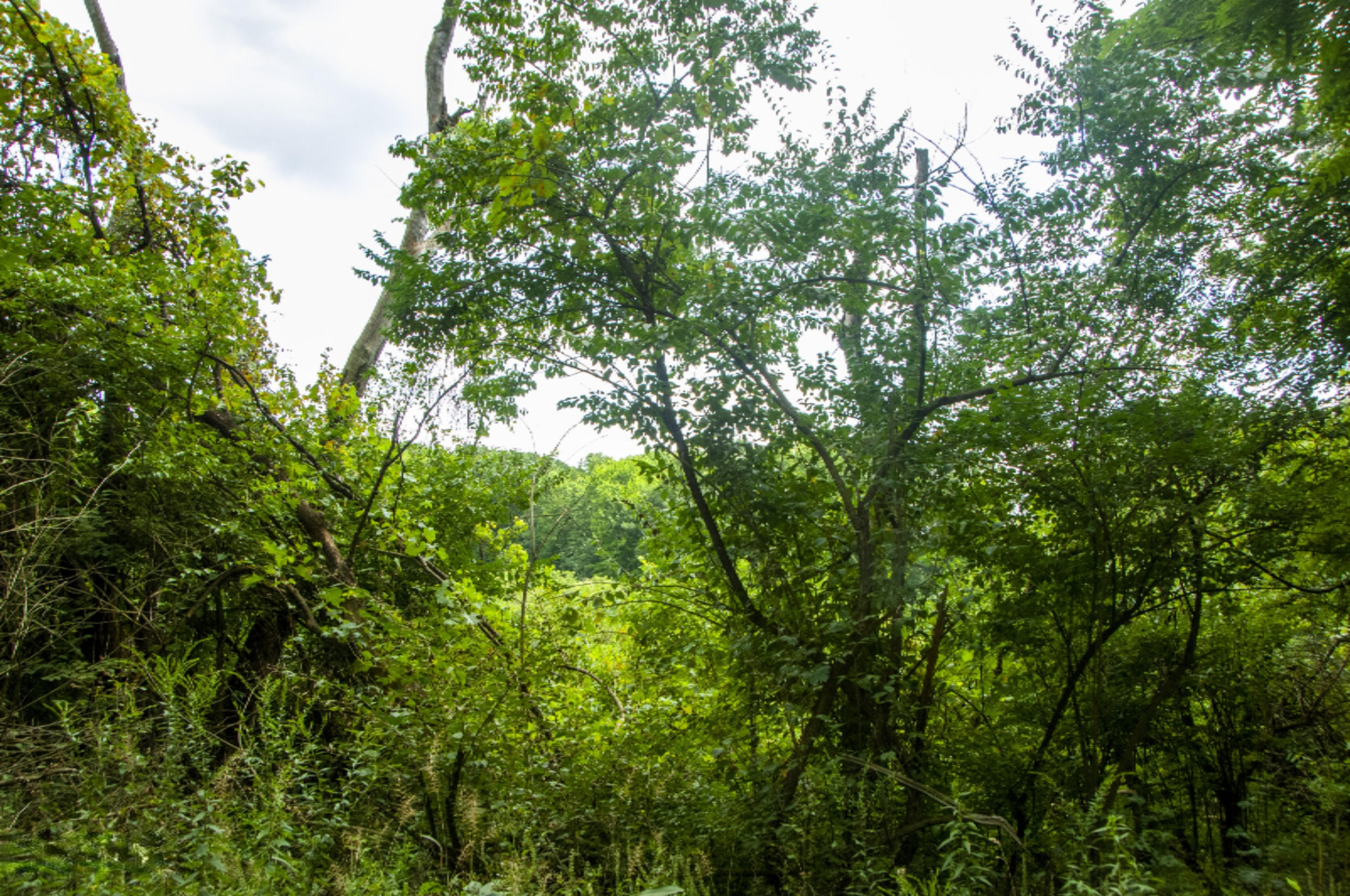 Weaver Road Niles, MI 49120 - Photo 6 of 7 REN_6545